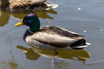 Close-up. Duck in the city lake.