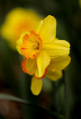 Fototapeta na wymiar yellow daffodils in spring with dark background