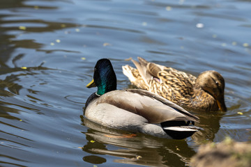 Close-up. Duck in the city lake.