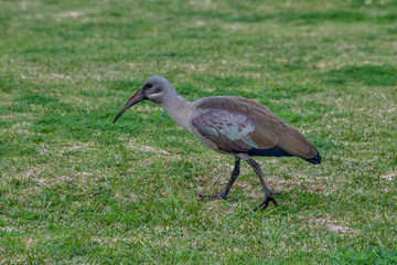 Hadeda ibis photographed in South Africa. Picture made in 2019.
