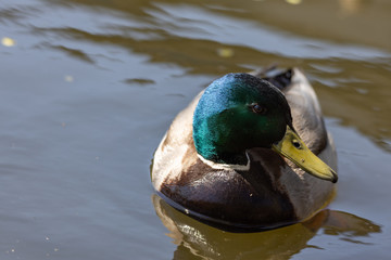 Close-up. Duck in the city lake.
