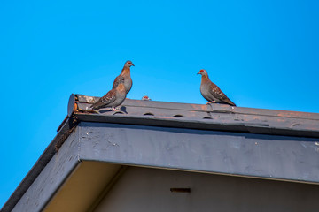 Speckled pigeon photographed in South Africa. Picture made in 2019.