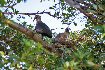 Singanga (BostrychiaHadeda ibis photographed in South Africa. Picture made in 2019. hagedash) | Hadeda ibis