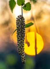 birch blossom, inflorescence close-up on the background of the orange sun disk