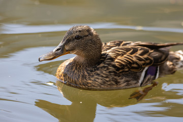 Close-up. Duck in the city lake.
