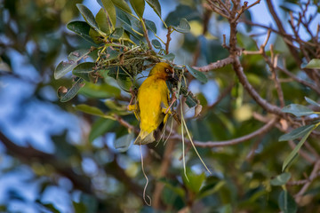 Cape weaver  photographed in South Africa. Picture made in 2019.