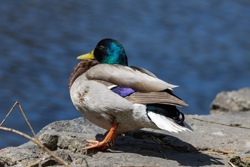Close-up. Duck itches on the shore of the pond.