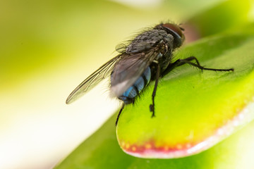 Common house fly in habitable environments located in an open  open. With the arrival of spring insects make their appearance in all social settings 