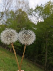 dandelion seed head