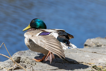 Close-up. Duck itches on the shore of the pond.