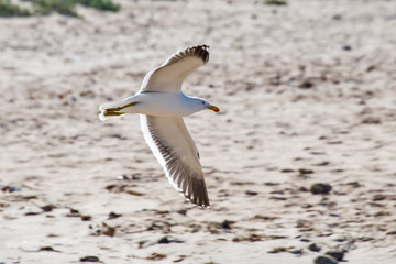 Kelp gull photographed in South Africa. Picture made in 2019.