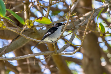 Ethiopian boubou photographed in South Africa. Picture made in 2019.