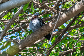 Speckled pigeon photographed in South Africa. Picture made in 2019.