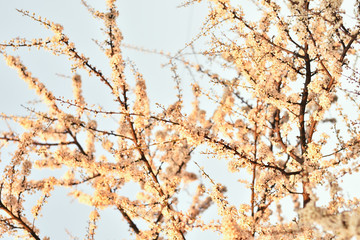 spring white flowers blossomed on a branch, fruit tree