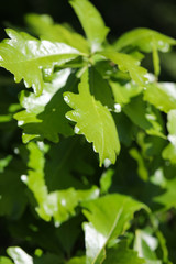 Fototapeta na wymiar Closeup of green leaves