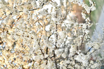 spring white flowers blossomed on a branch, fruit tree