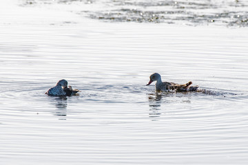 Cape teal photographed in South Africa. Picture made in 2019.