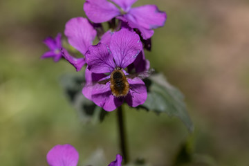 Bumblebee on purple spring forest flowers.