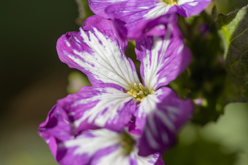 Violet spring forest flowers in the bright sun.