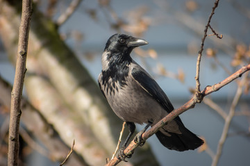 Hooded crow (Corvus cornix) sitting on the tree branch at noon.