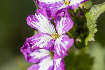 Violet spring forest flowers in the bright sun.