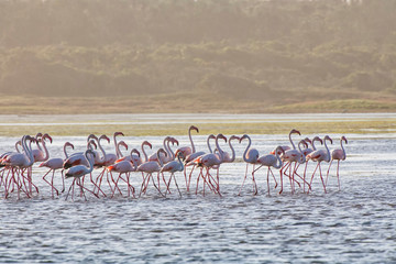 Fototapeta premium Greater flamingo photographed in South Africa. Picture made in 2019.