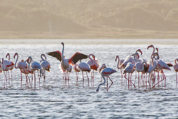 Greater flamingo photographed in South Africa. Picture made in 2019.