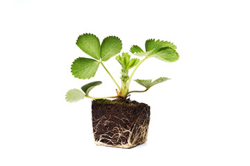 strawberry sprout green plant with root cope space isolated on white 