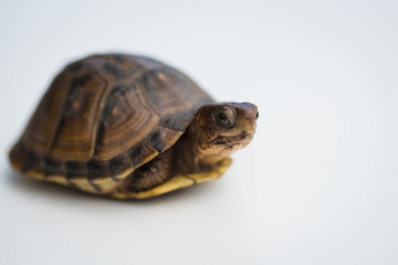 A small box turtle looking at the camera with a mean face
