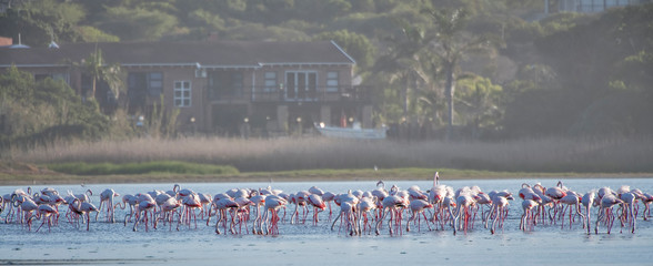 Greater flamingo photographed in South Africa. Picture made in 2019.
