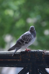 pigeon