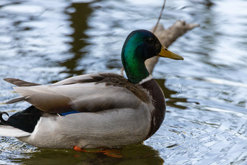 Close-up. Duck in the city lake.