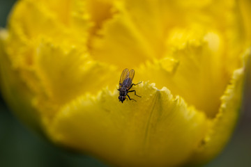 A fly sits on a yellow tulip.