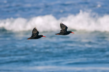 African oystercatcher photographed in South Africa. Picture made in 2019.