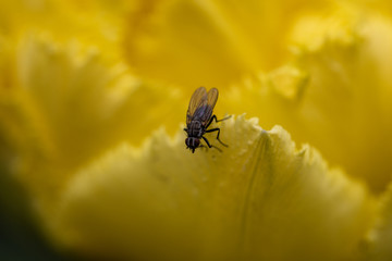 A fly sits on a yellow tulip.