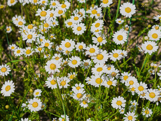 Chamomile flower on white background. Natural background with medical chamomile. White summer blossom of daisies