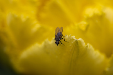 A fly sits on a yellow tulip.