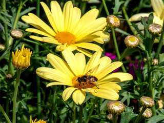 marigold with bee