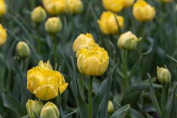 Yellow tulips on a flowerbed in a park, detailed view.