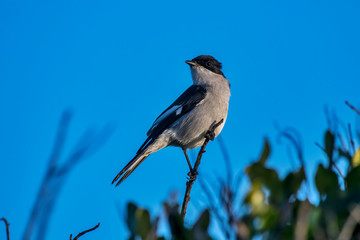 Ethiopian boubou photographed in South Africa. Picture made in 2019.