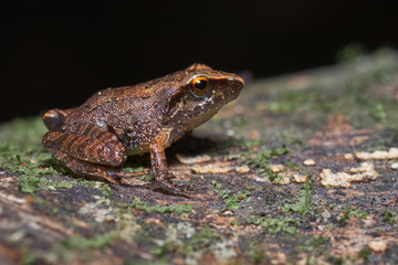 Little frog perched on a dry tree full of moss