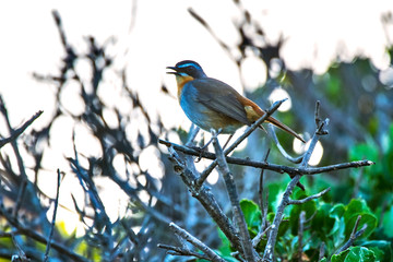 Cape robin chat photographed in South Africa. Picture made in 2019.