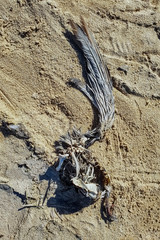 Dead bird photographed in South Africa. Picture made in 2019.