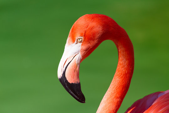 Headshot Of Flamingo Against Green Background