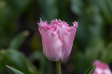 Purple tulips on a flowerbed in a park, detailed view.