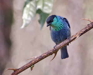Beautiful bird perching on a branch of thorns looking down
