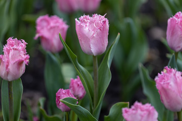 Fototapeta premium Purple tulips on a flowerbed in a park, detailed view.