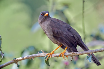 Bird taking a rest on a branch quietly