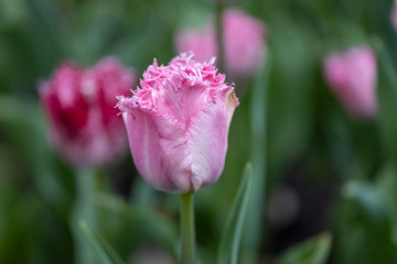 Purple tulips on a flowerbed in a park, detailed view.
