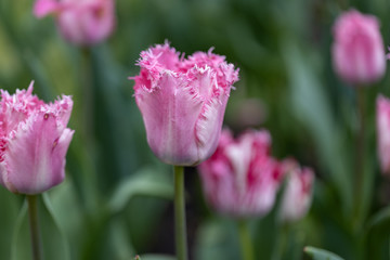Fototapeta premium Purple tulips on a flowerbed in a park, detailed view.